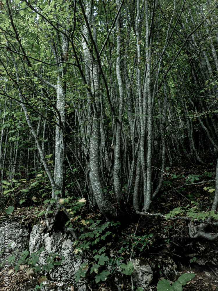 Obraz premium OLYMPUS DIGITAL CAMERA