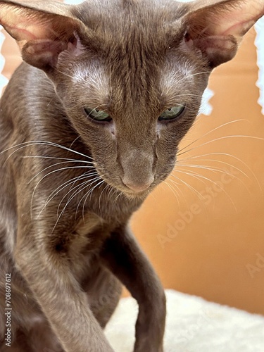 Oriental cat with large ears and chocolate green eyes