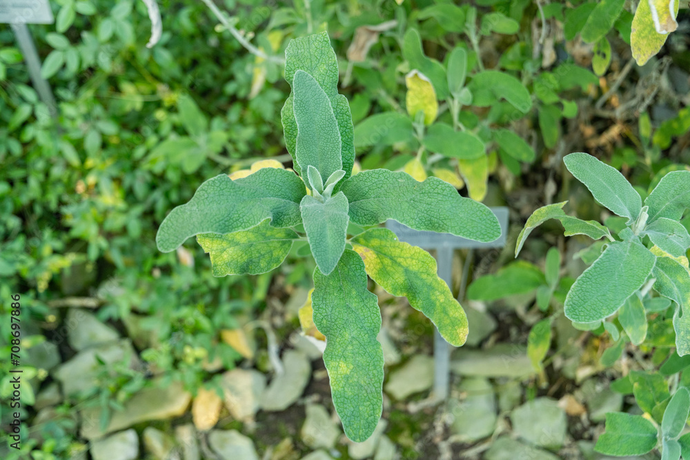 Jerusalem sage or Phlomis Fruticosa plant in Saint Gallen in Switzerland Jerusalem sage or Phlomis Fruticosa plant in Saint Gallen in Switzerland
