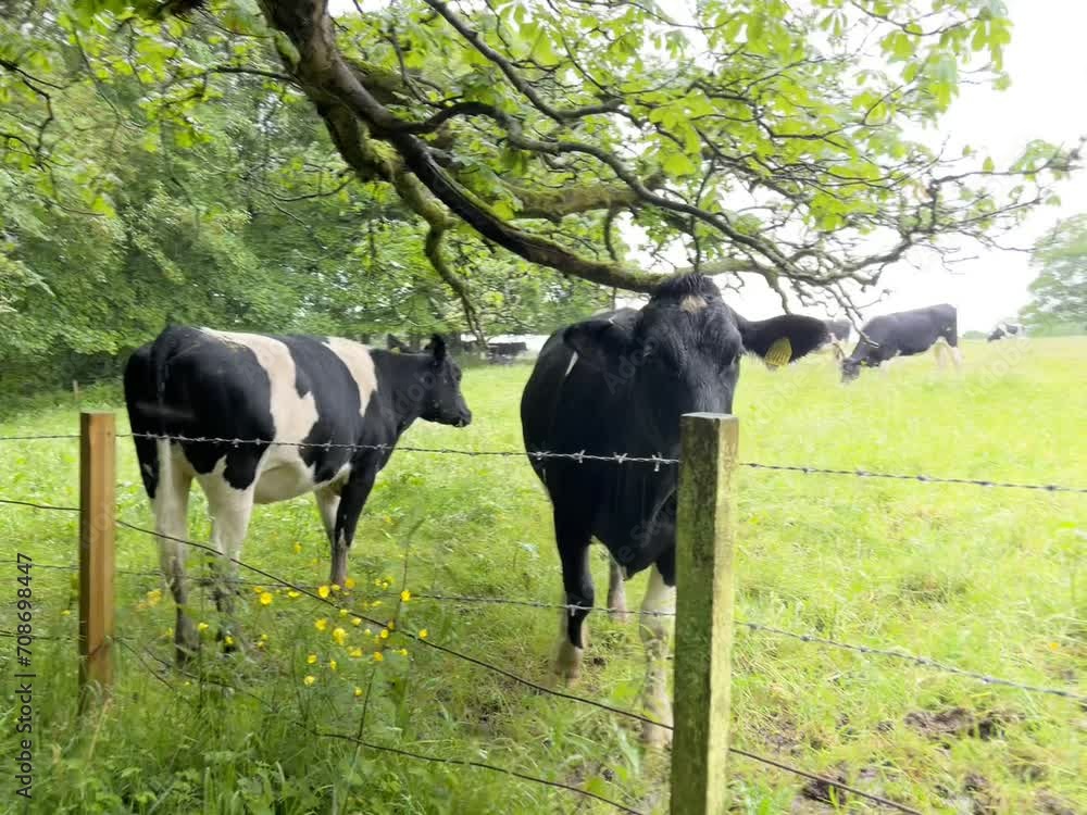 Friendly black and white dairy cows in a fenced pasture. Friendly black and white dairy cows in a fenced pasture.