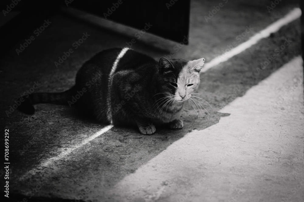 Naklejka premium The black-white photo, a tabby street cat sits on the asphalt, soaking up the sunny city day. The ability of animals to thrive in even the toughest environments.