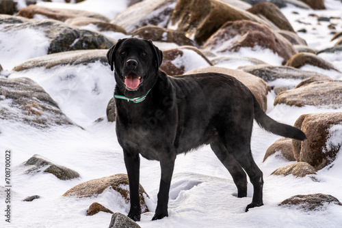 Seaside Portrait: Winter Pose of a Black Labrador Against a Stone-Strewn Coastal Backdrop. 