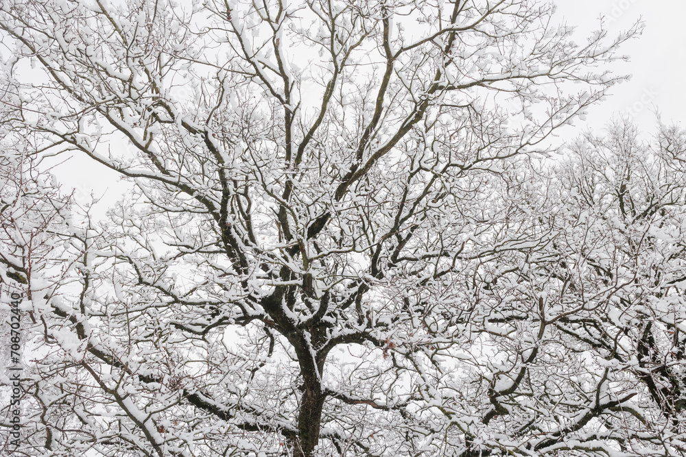 Trees covered with snow in wintertime Trees covered with snow in wintertime