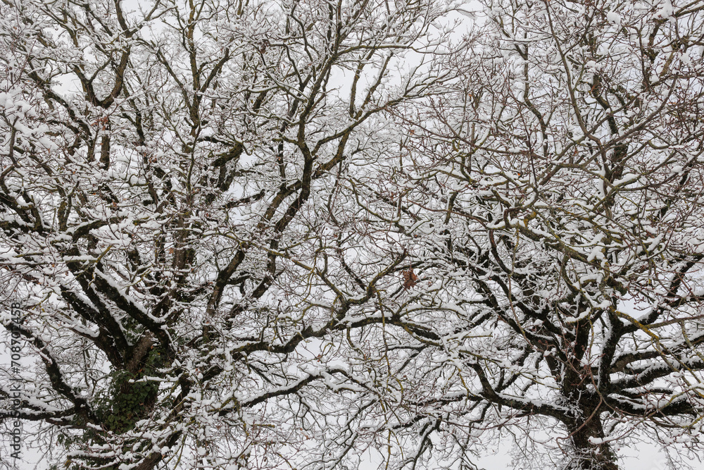 Trees covered with snow in wintertime Trees covered with snow in wintertime