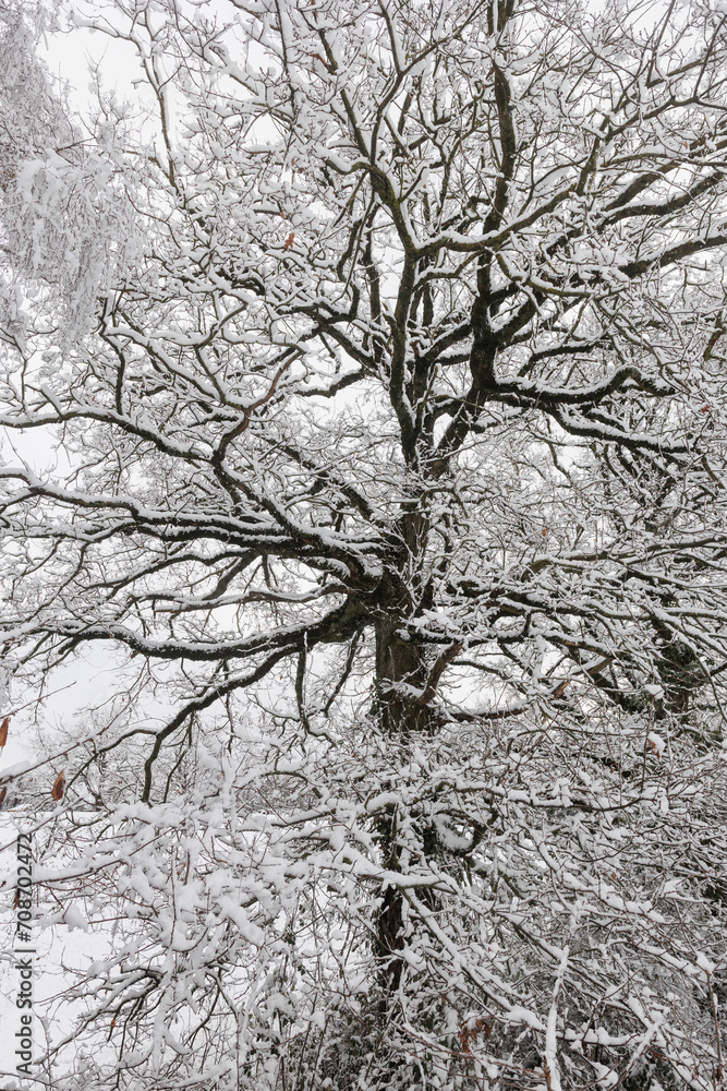 Trees covered with snow in wintertime Trees covered with snow in wintertime