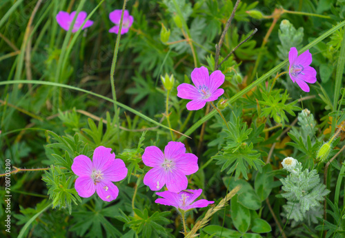 Geranium blooms in the mountains, close-up flower, beautiful mountain flowers, flowers in the mountains