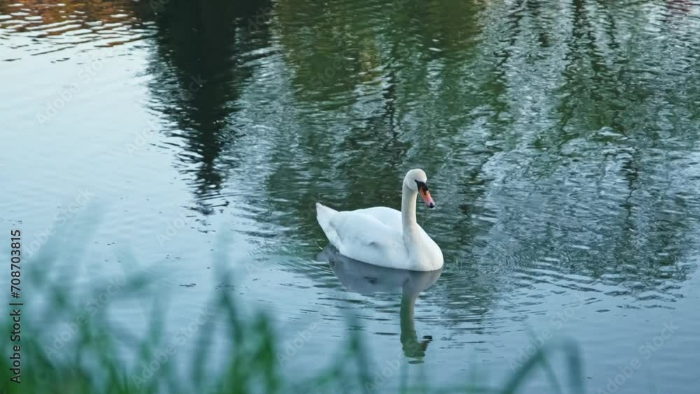 Graceful Beautiful White Adult Swan Swimming in Park Water Pond Graceful Beautiful White Adult Swan Swimming in Park Water Pond