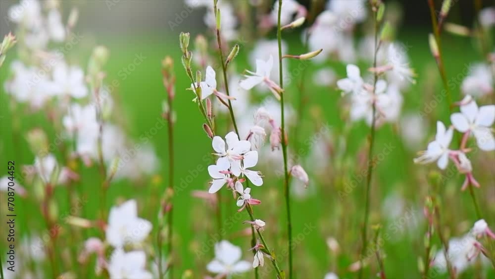 Whirling butterflies Gaura white flowers blooming in a garden, spring gaur lindheimeri, macro, dreamy inflorescence in a romantic country cottage garden, closeup. Slow motion. Whirling butterflies Gaura white flowers blooming in a garden, spring gaur lindheimeri, macro, dreamy inflorescence in a romantic country cottage garden, closeup. Slow motion.