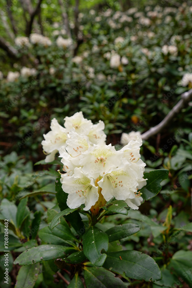 Rhododendron blooms in the mountains, close-up flower, beautiful mountain flowers, flowers in the mountains Rhododendron blooms in the mountains, close-up flower, beautiful mountain flowers, flowers in the mountains