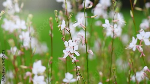 Whirling butterflies Gaura white flowers blooming in a garden, spring gaur lindheimeri, macro, dreamy inflorescence in a romantic country cottage garden, closeup. Slow motion.  photo