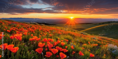 Visualize a breathtaking sunset landscape featuring a green grass meadow adorned with red blooming flowers. 