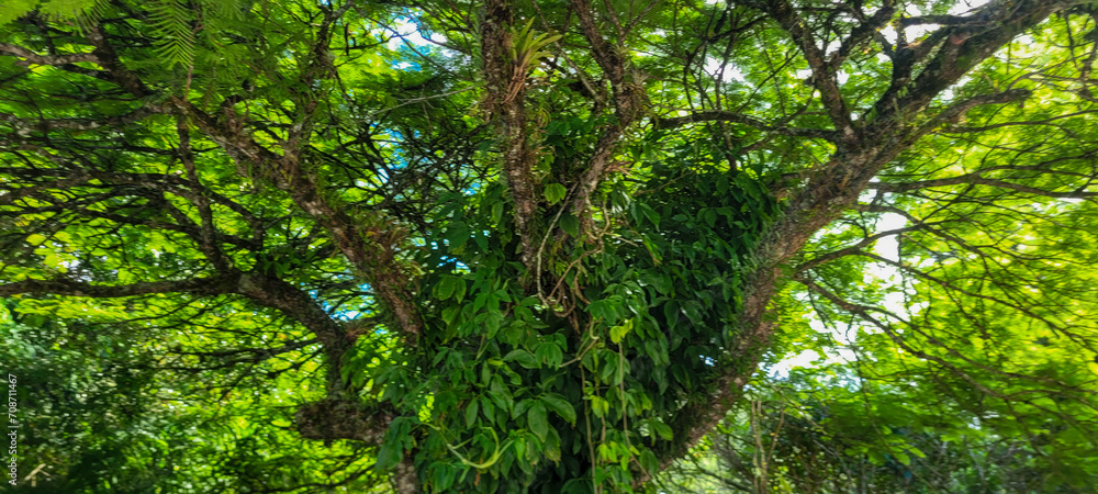 Capture the magic of nature! Unique image with the sun between the leaves, reflecting luminosity. Transmit clarity and inspire with this enchanting scene. Buy it now and illuminate your projects. Capture the magic of nature! Unique image with the sun between the leaves, reflecting luminosity. Transmit clarity and inspire with this enchanting scene. Buy it now and illuminate your projects.
