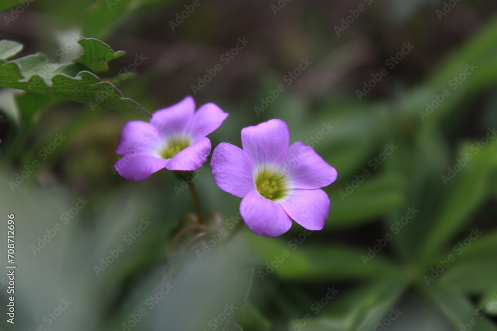 flor morada violeta silvestre mexico cesped naturaleza macro flor morada violeta silvestre mexico cesped naturaleza macro