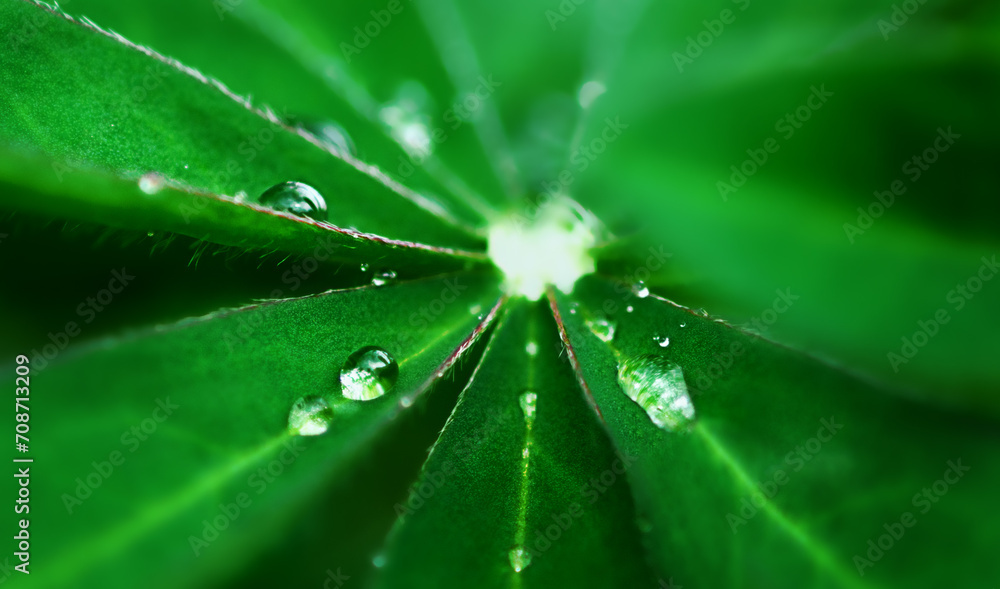 drops of water on a blade of a leaf drops of water on a blade of a leaf