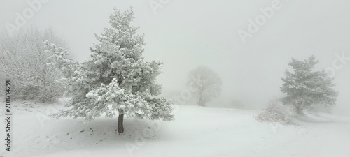 snow covered trees © darkavenger