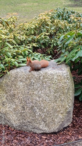 Red polish squirrel on a rock