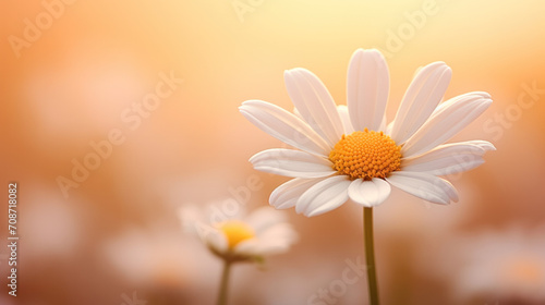 White daisy flower on blurred background with copy space