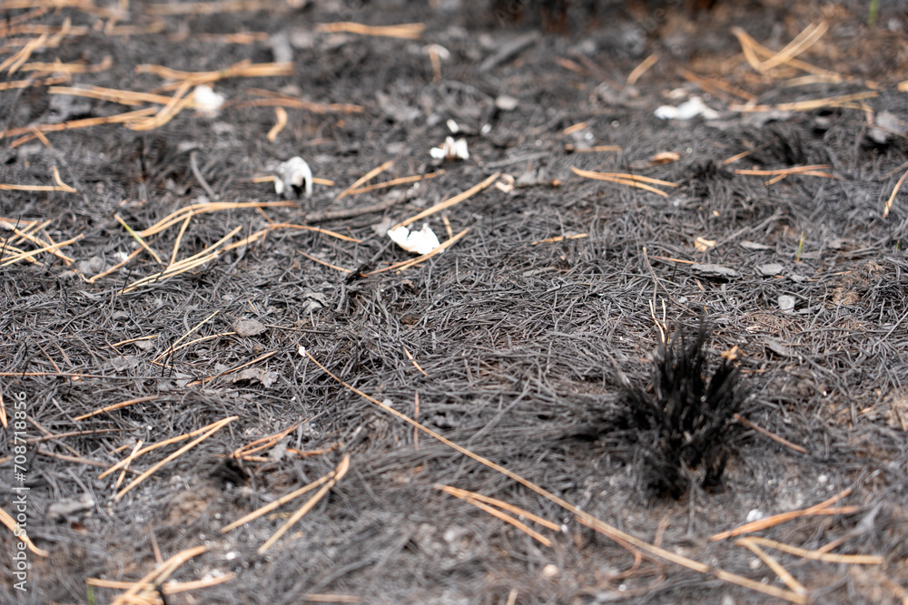Forest after a fire, the remains of coniferous trees after a strong fire. Burnt pine trunk close-up. High quality photo Forest after a fire, the remains of coniferous trees after a strong fire. Burnt pine trunk close-up. High quality photo