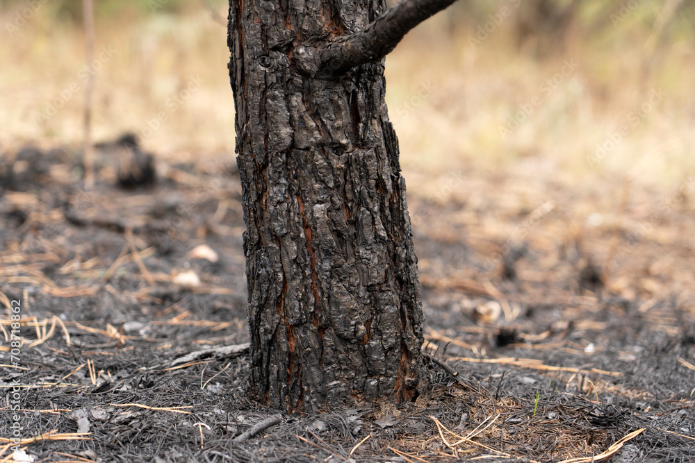 Forest after a fire, the remains of coniferous trees after a strong fire. Burnt pine trunk close-up. High quality photo Forest after a fire, the remains of coniferous trees after a strong fire. Burnt pine trunk close-up. High quality photo