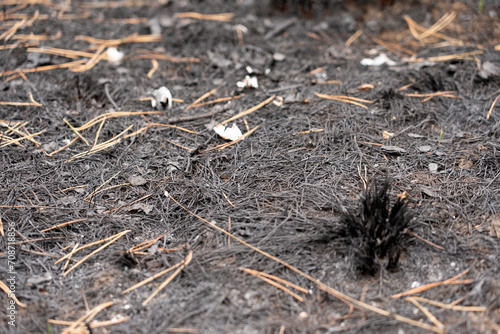 Forest after a fire, the remains of coniferous trees after a strong fire. Burnt pine trunk close-up. High quality photo