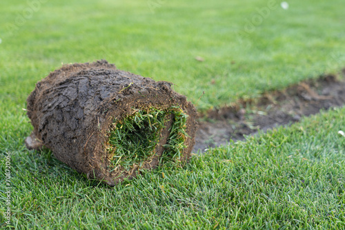 Gardening - laying sod for a new lawn. A roll of turf is laid in the garden in the spring.