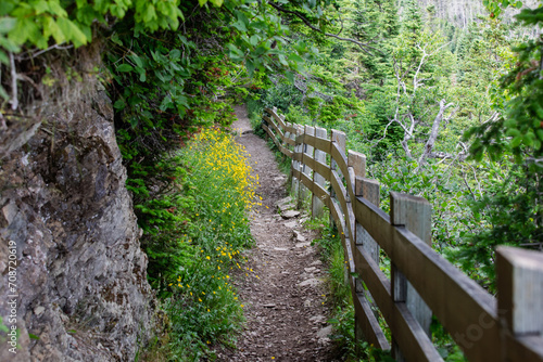 vue sur une piste de randonnée avec une clôture en bois dans la forêt en été avec du feuillage vert