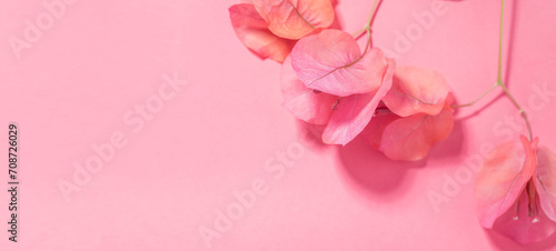 Bougainvillea pink flowers background, border design. Beautiful nature spring backdrop with blooming fresh mediterranean Bougainvillea with copy space. Top view 