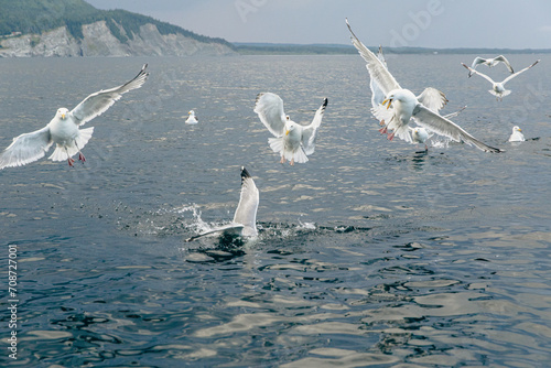 mouettes au plumage blanc en train de chasser au dessus d'un point d'eau