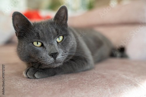 A charming picture of a British or Russian blue shorthair gray cat. The cat's yellow eyes create a striking contrast with its gray fur.