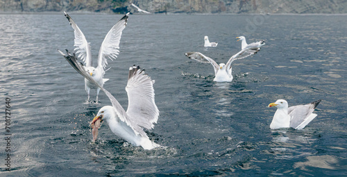 Oiseaux marinx au plumage blanc et au bout des ailes noires en train de pêcher à la surface