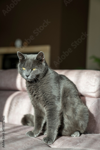 Fototapeta Naklejka Na Ścianę i Meble -  A charming picture of a British or Russian blue shorthair gray cat. The cat's yellow eyes create a striking contrast with its gray fur.