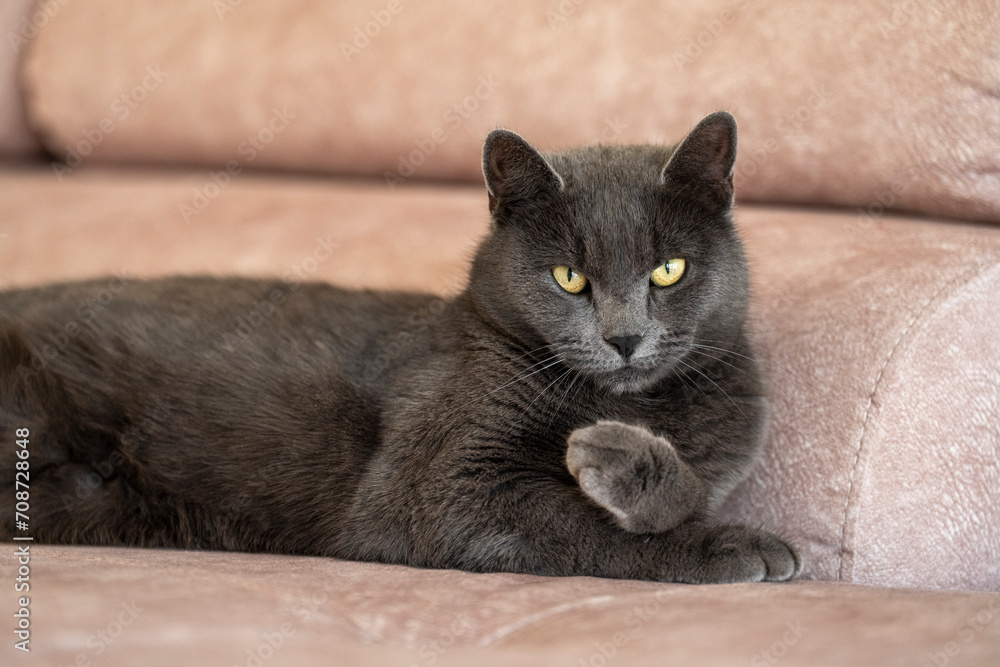 A charming picture of a British or Russian blue shorthair gray cat. The cat's yellow eyes create a striking contrast with its gray fur. A charming picture of a British or Russian blue shorthair gray cat. The cat's yellow eyes create a striking contrast with its gray fur.