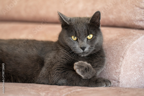 A charming picture of a British or Russian blue shorthair gray cat. The cat's yellow eyes create a striking contrast with its gray fur. © Varga_photography