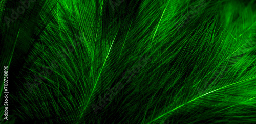 black and green feathers. background