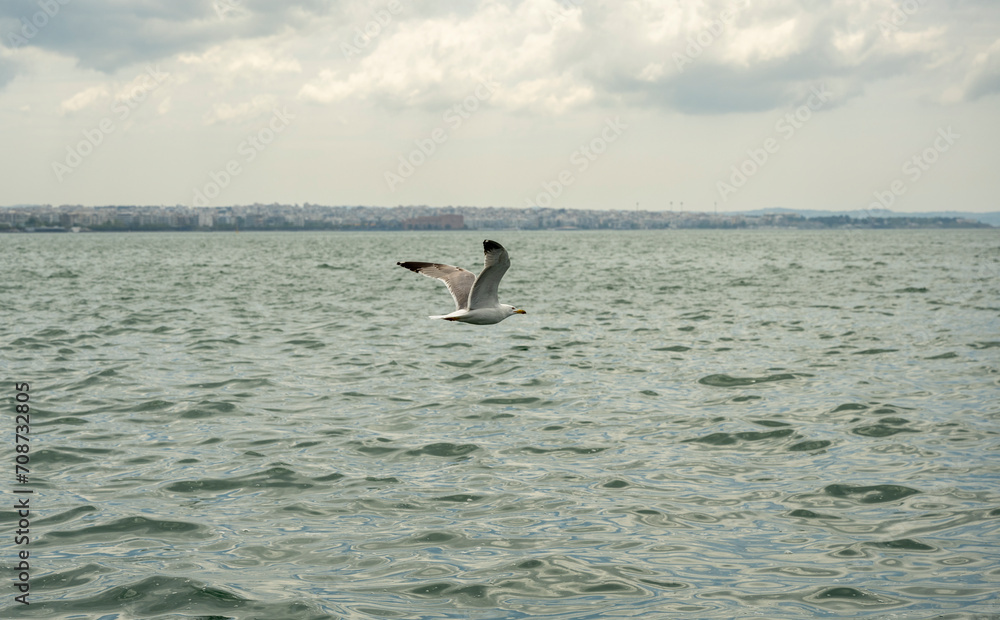 Fototapeta premium A white seagull flies over the sea in search of food - small sardines. Thessaloniki - Greece.