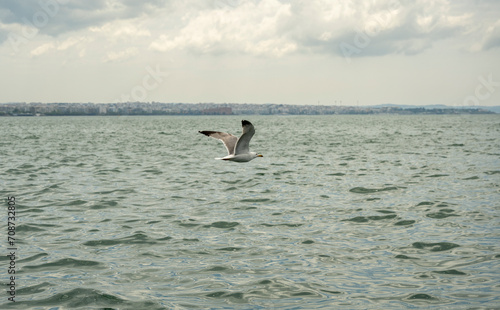 A white seagull flies over the sea in search of food - small sardines. Thessaloniki - Greece.