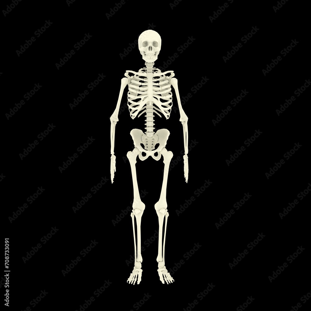 3d rendered illustration of a skeleton 3d rendered illustration of a skeleton