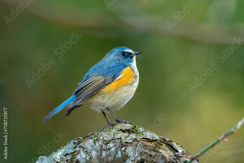 公園や雑木林で冬に見られる身近な美しい青い鳥、ルリビタキ