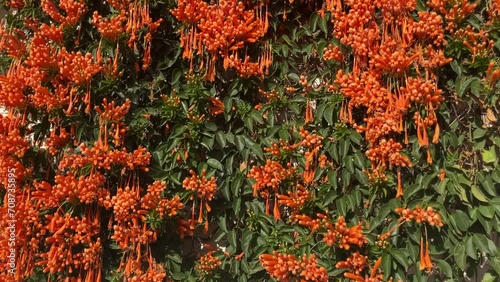 Pyrostegia venusta or Flamevine flower and plant. Orange trumpet flowers and blue sky background photo