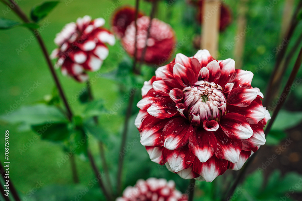 Fresh red and white dahlia flowers blooming in the botanical garden. Fresh red and white dahlia flowers blooming in the botanical garden.