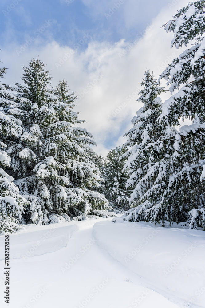 Snow covered Evergreen Trees after a winter snowfall in Wisconsin Snow covered Evergreen Trees after a winter snowfall in Wisconsin