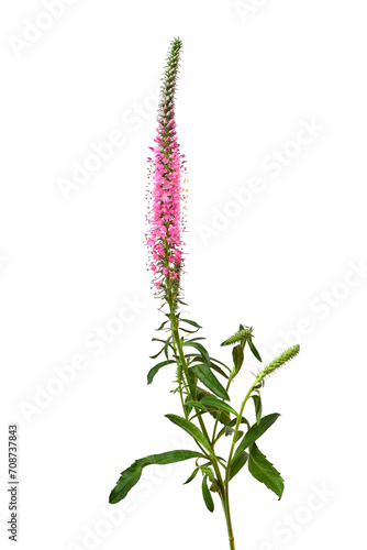 Veronica flower isolated on white background. Beautiful composition for advertising and packaging design in the business. Flat lay, top view