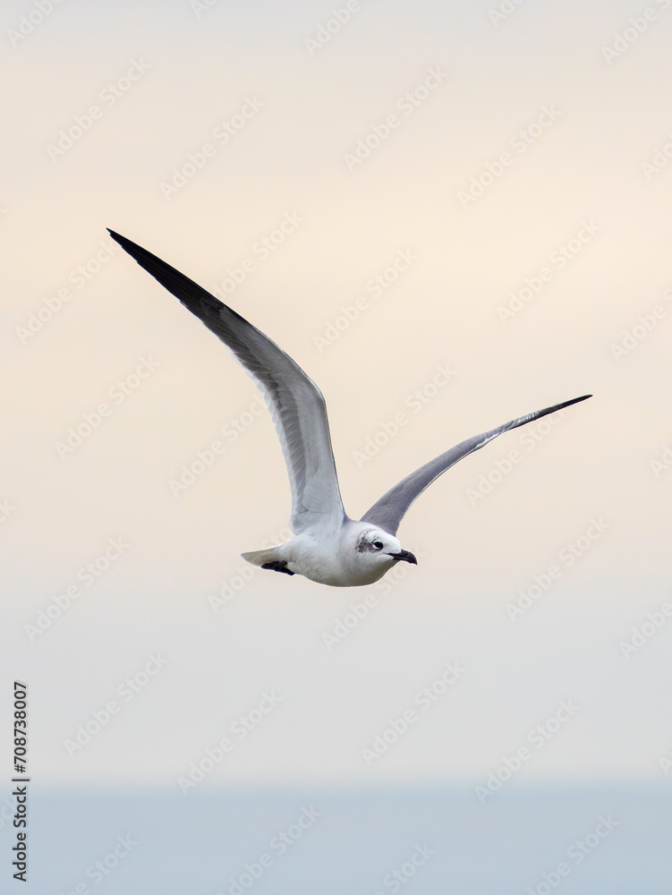 seagull flying through the air during dusk seagull flying through the air during dusk