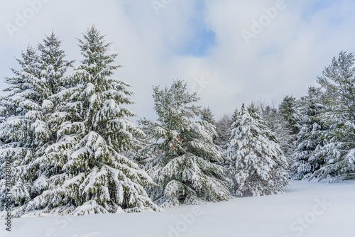 Snow covered Evergreen Trees after a winter snowfall in Wisconsin