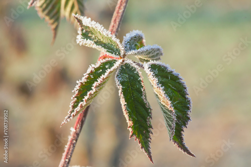 Branch with frost-covered green leaves