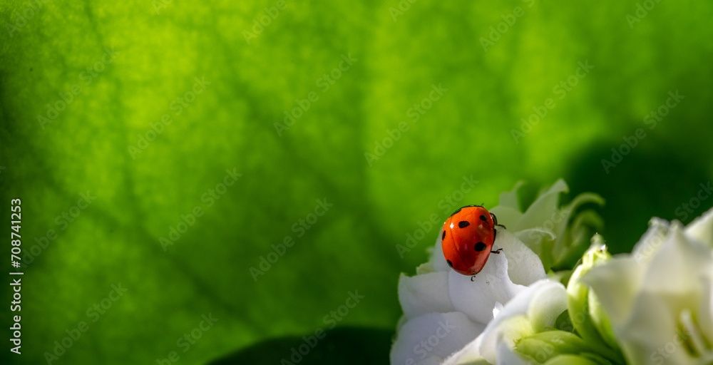 Naklejka premium Red ladybug on white flowers and green background