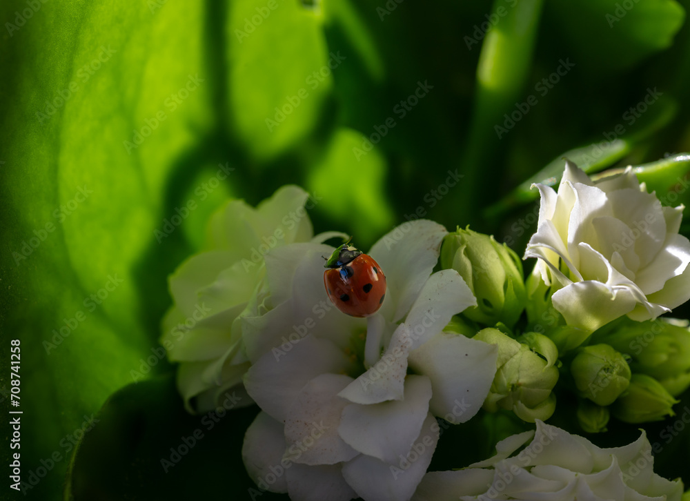 Obraz premium Red ladybug on white flowers and green background