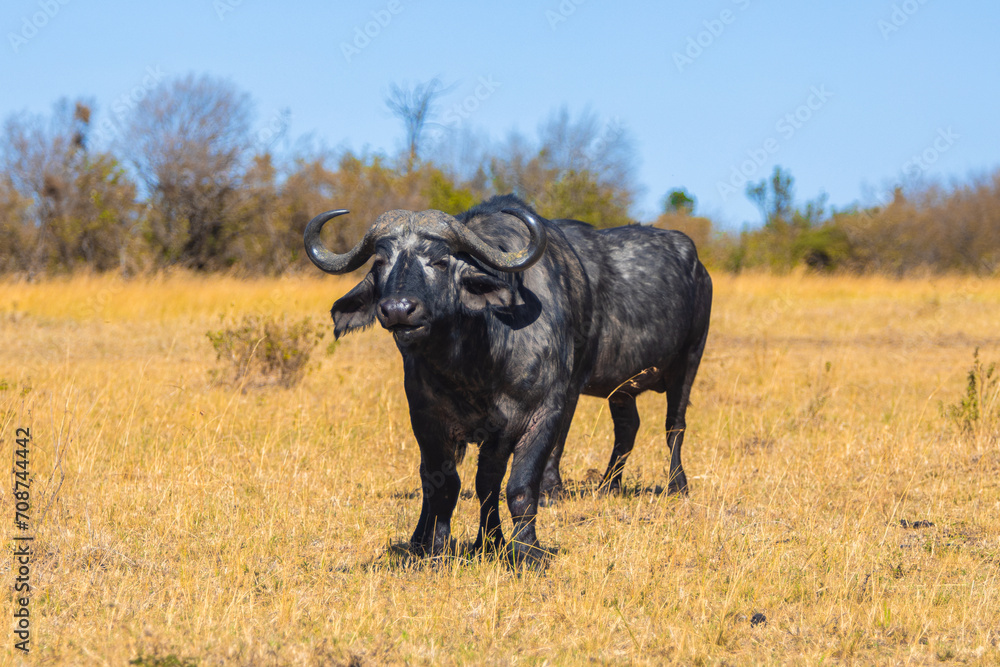 Buffalo in the Field - Wildlife Photography Kenya Buffalo in the Field - Wildlife Photography Kenya