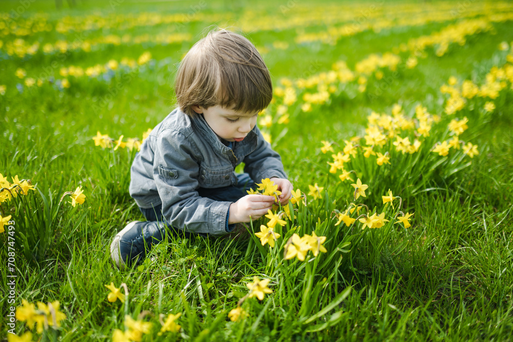 Cute toddler boy having fun between rows of beautiful yellow daffodils blossoming on spring day. Cute toddler boy having fun between rows of beautiful yellow daffodils blossoming on spring day.