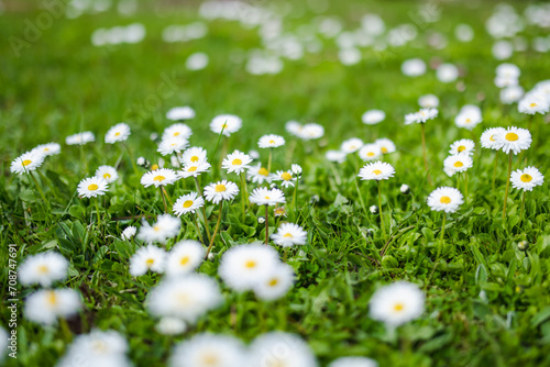 Beautiful meadow in springtime full of flowering white and pink common daisies on green grass. Daisy lawn. photo